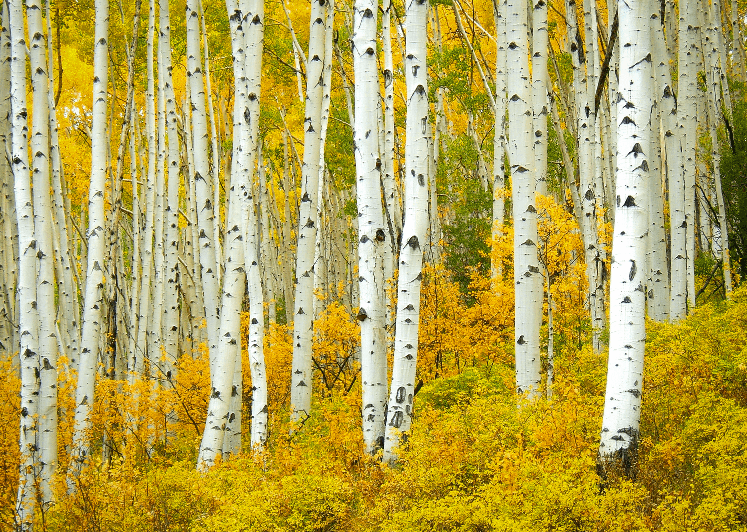 Colorado Fall Foliage Report