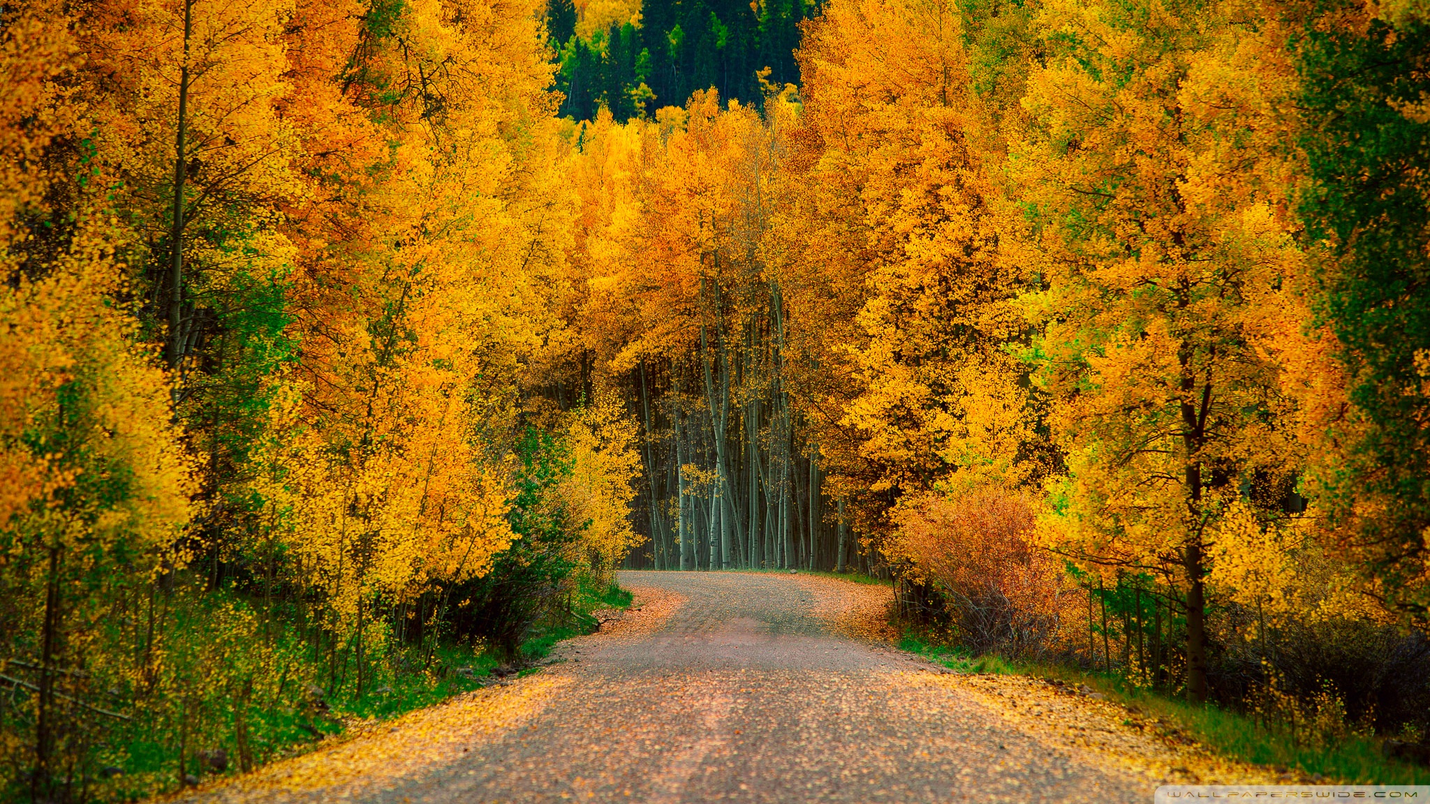 Aspen Trees in Fall ❤ 4K HD Desktop Wallpaper for 4K Ultra