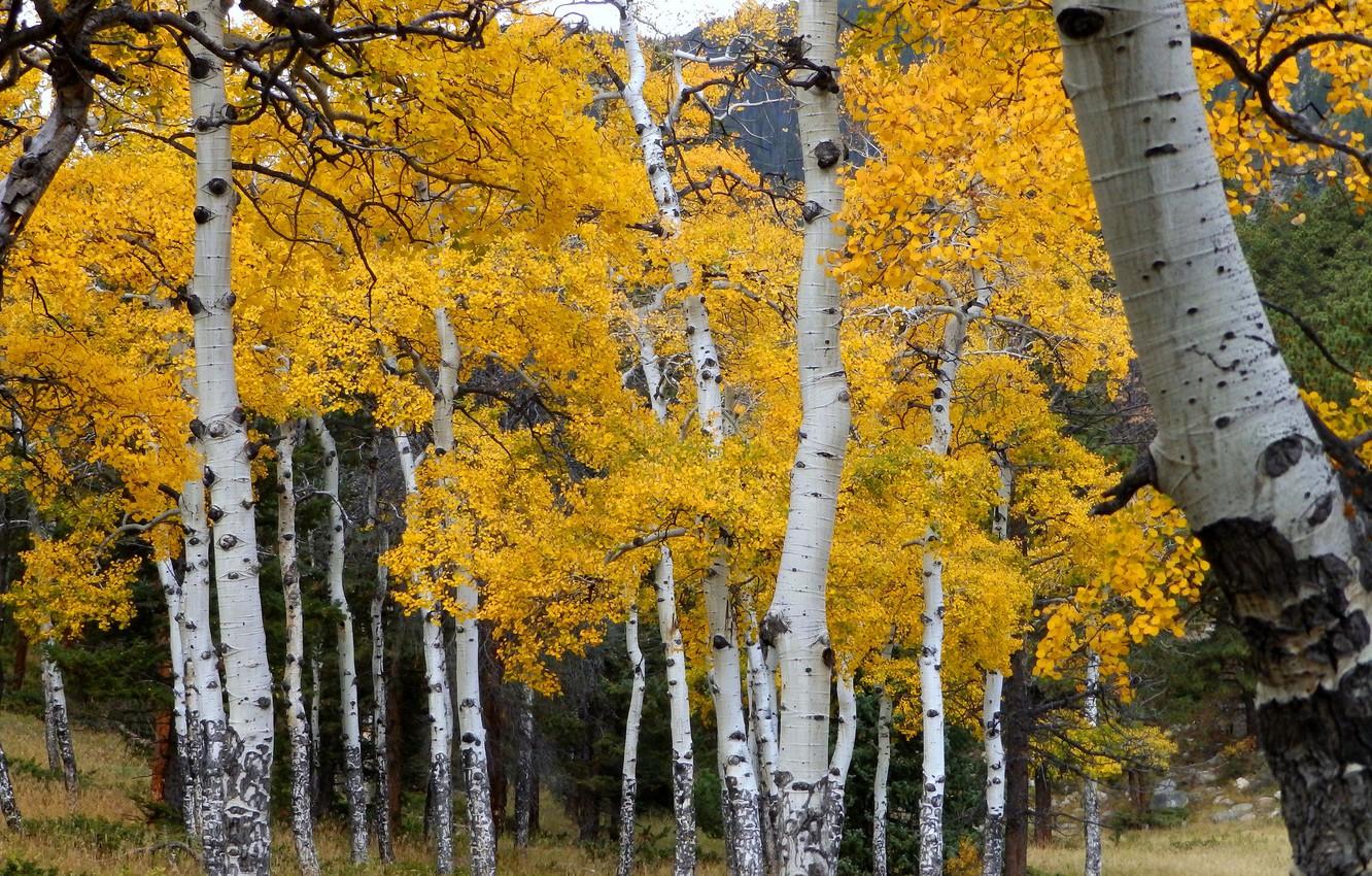 Autumn Aspen Forest Trees Wallpapers - Wallpaper Cave