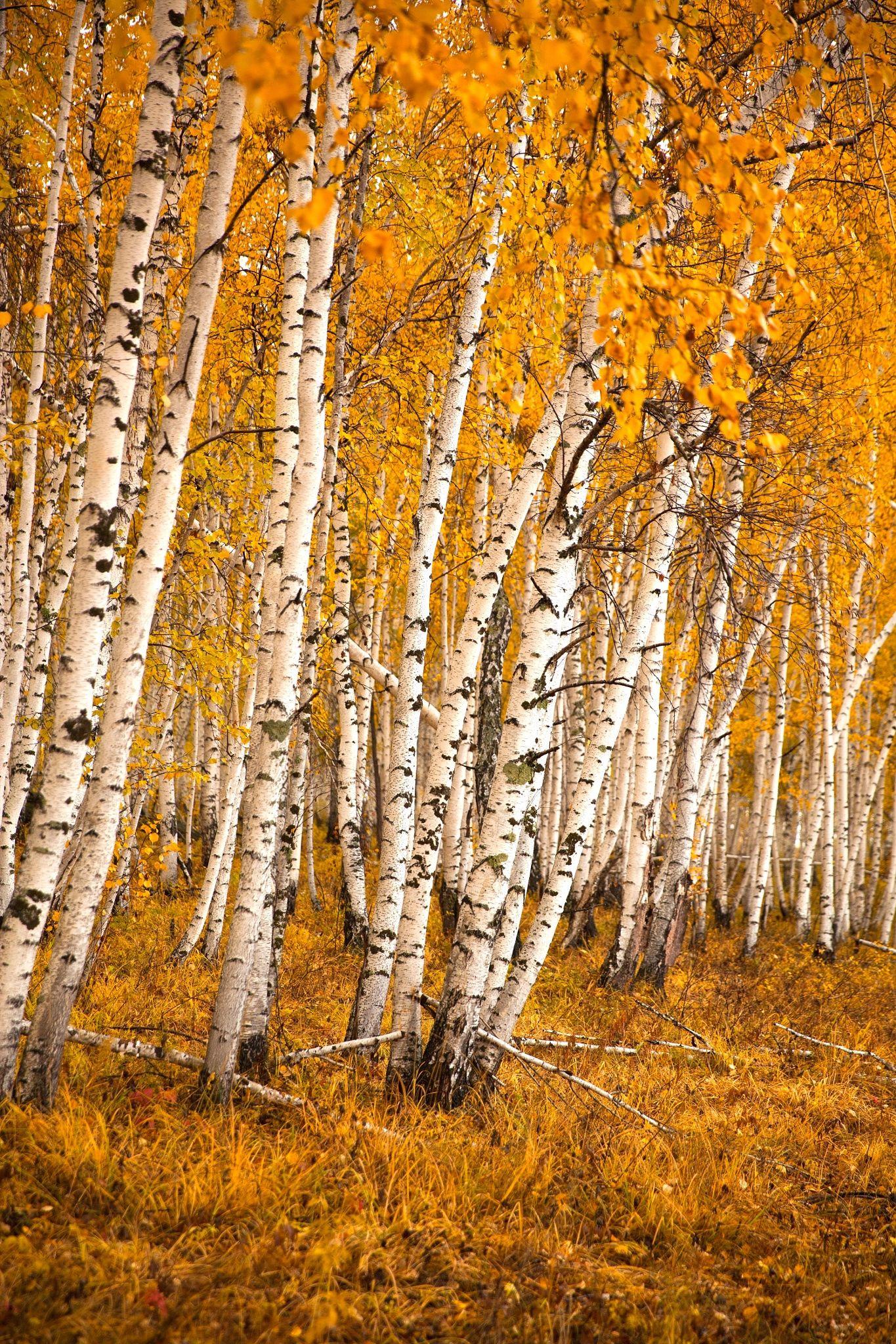Autumn birch forest birch forest in the forests