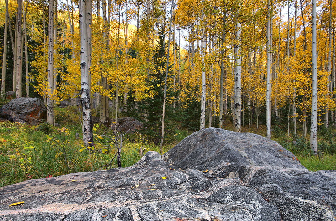 Picture USA Aspen Colorado Birch Nature Autumn forest Trees