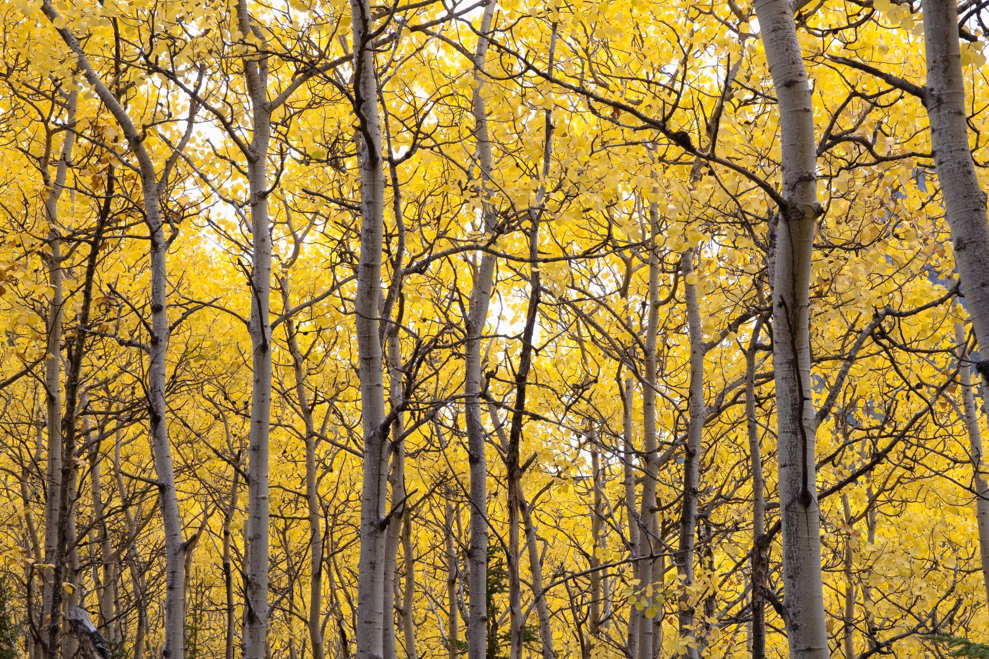 Autumn Scenic Of Colorful Yellow Aspen Trees