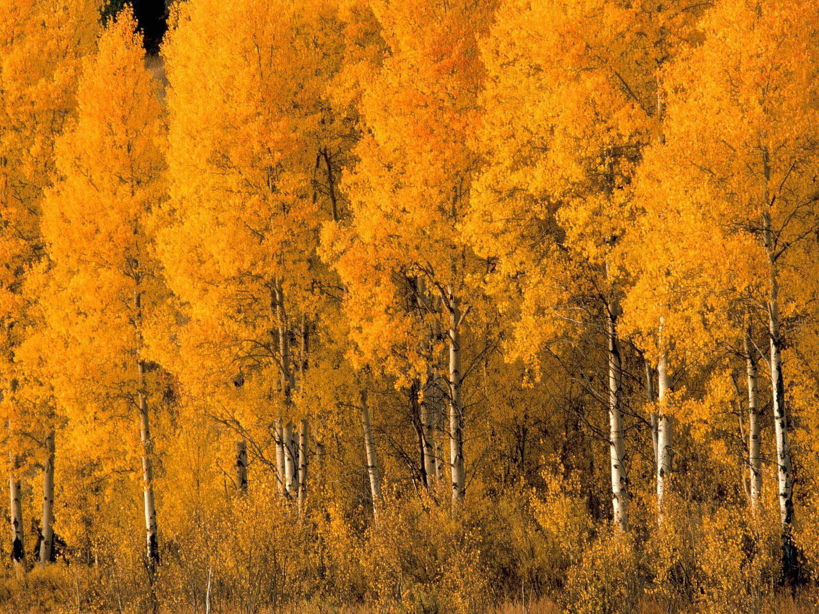 Aspen Trees, Montana. Autumn Beauty. Yellow tree wallpaper