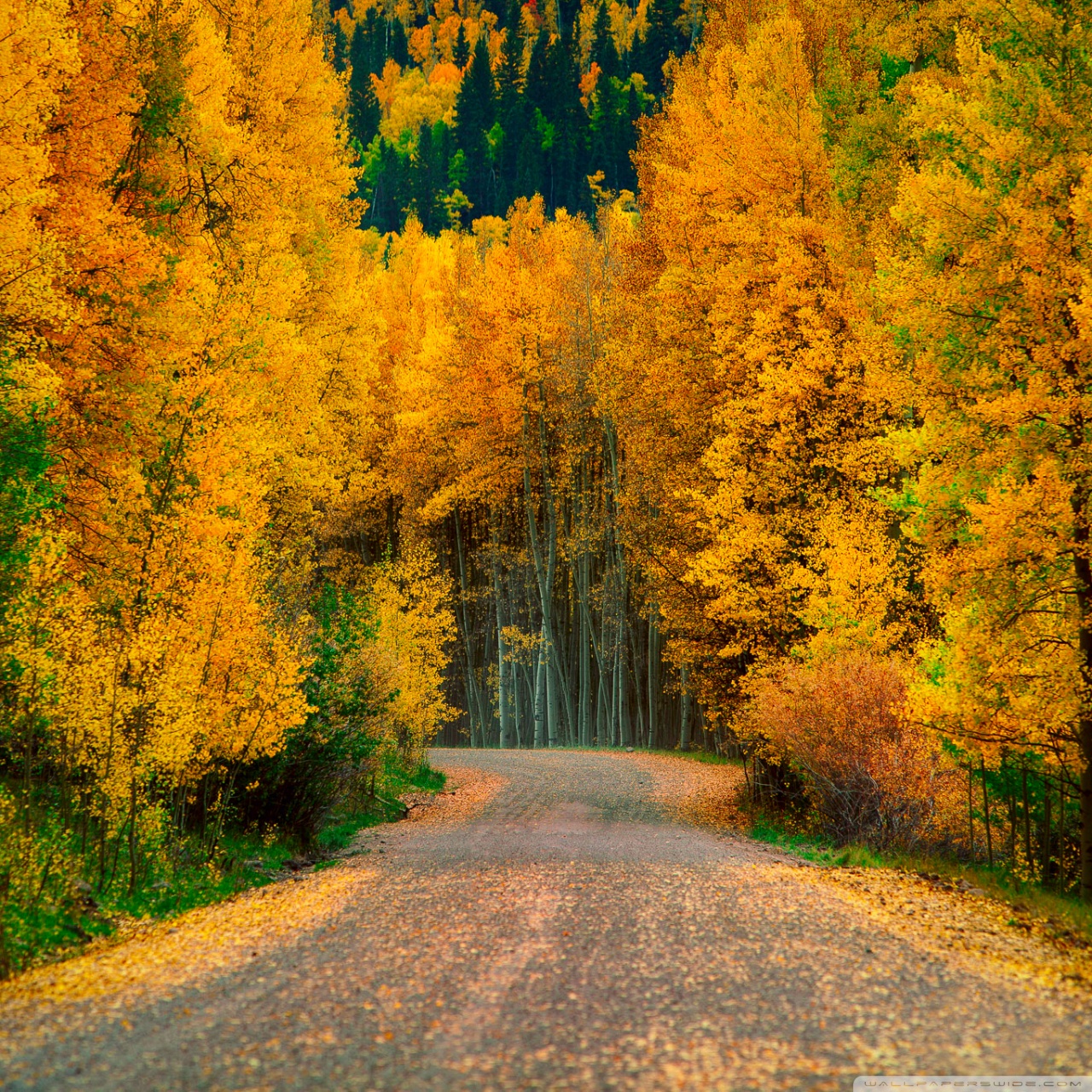 Yellow Leaves Growing On Aspen Trees Surrounded In Yellow Autumn Leaves  Background Aspen Tree Pictures Background Image And Wallpaper for Free  Download