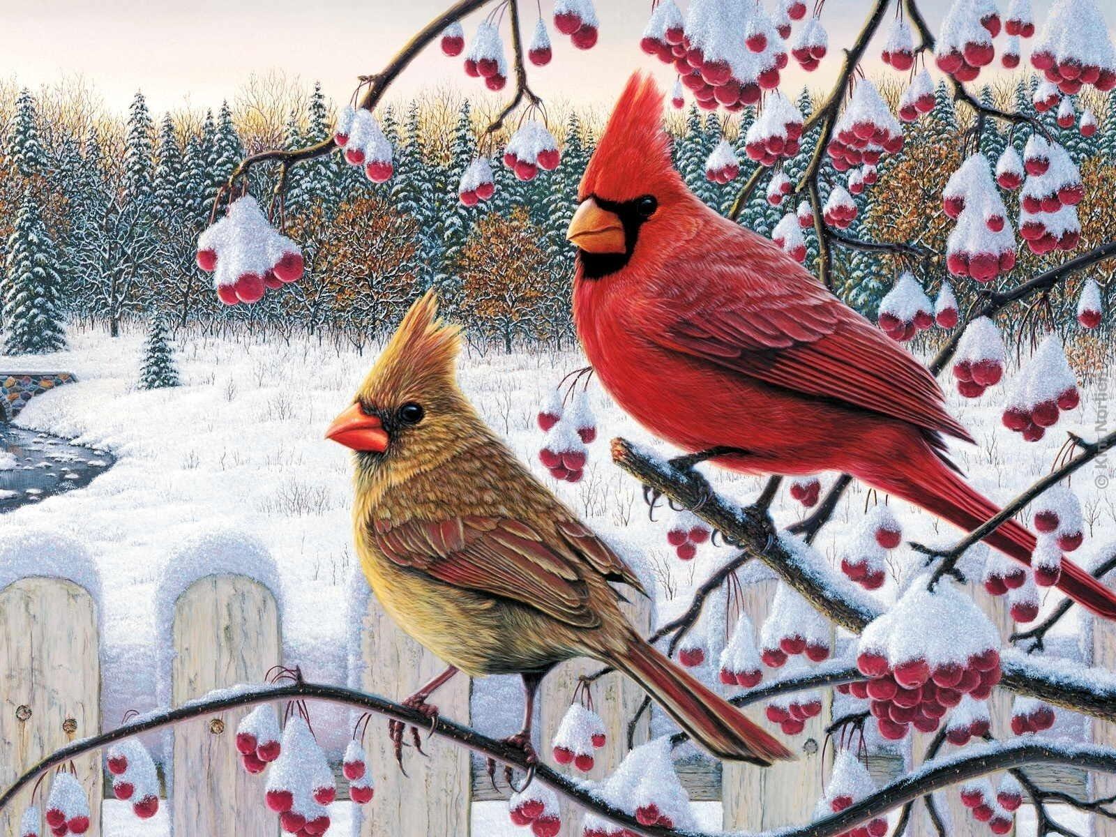 Female and Male Cardinal in Winter Wallpaper