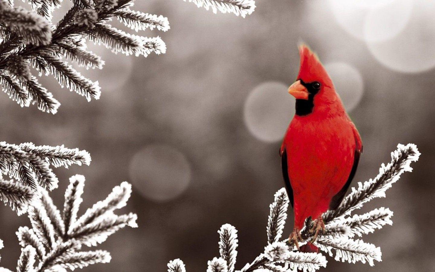 Cardinals Bird. Cardinal Snow Wallpaper Wallpaper