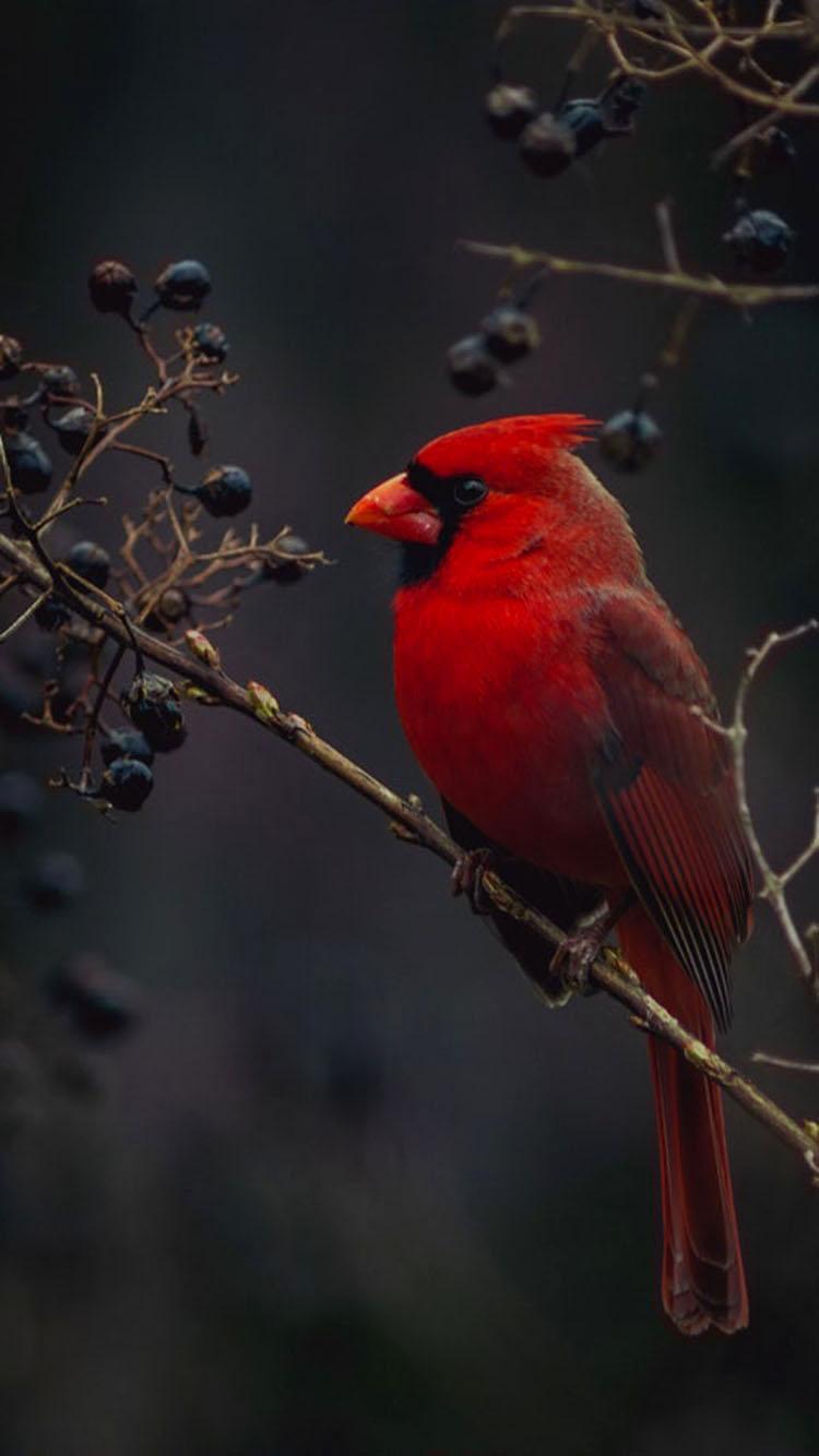 Red Cardinal Bird Wallpaper Phone.com PRINTABLES