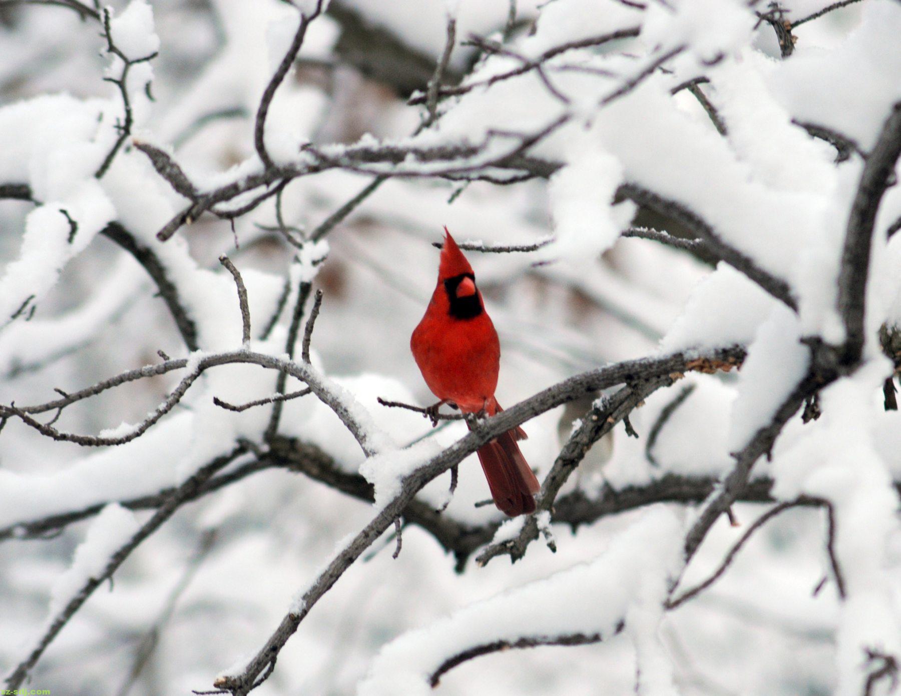 Winter Cardinal Desktop Wallpaper at