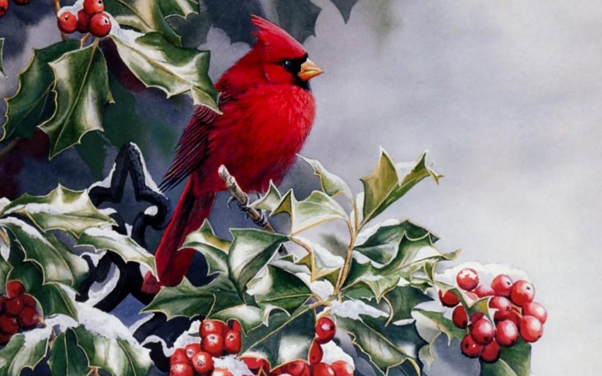 Red Bird Wallpaper