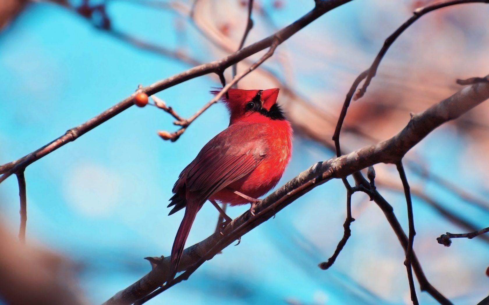Cardinal Bird Wallpaper HD Free Download
