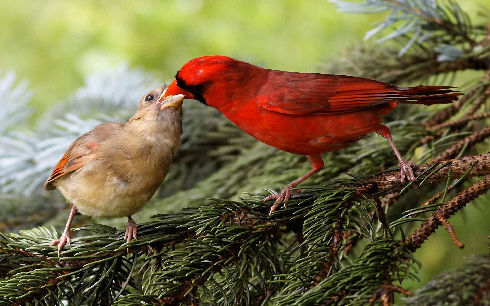 birds, Wildlife, Cardinal Wallpaper HD / Desktop and Mobile