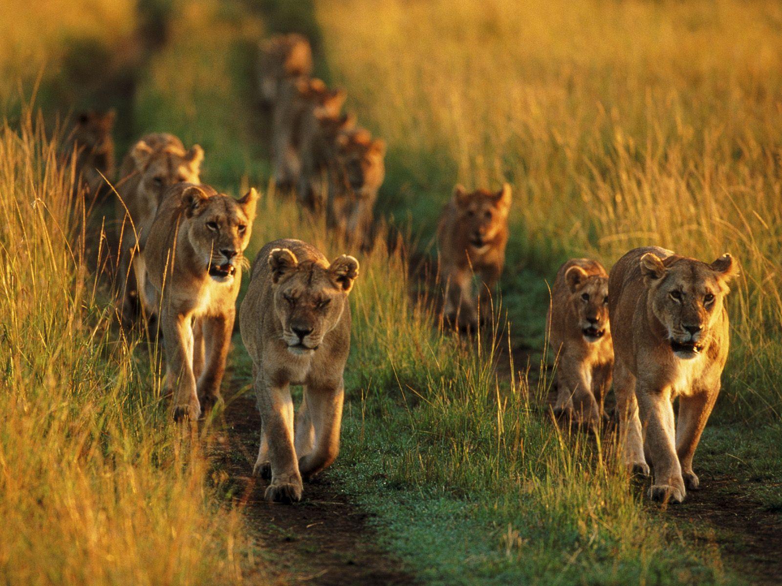 Pride of Lions. Lion. Animals beautiful, Animal wallpaper