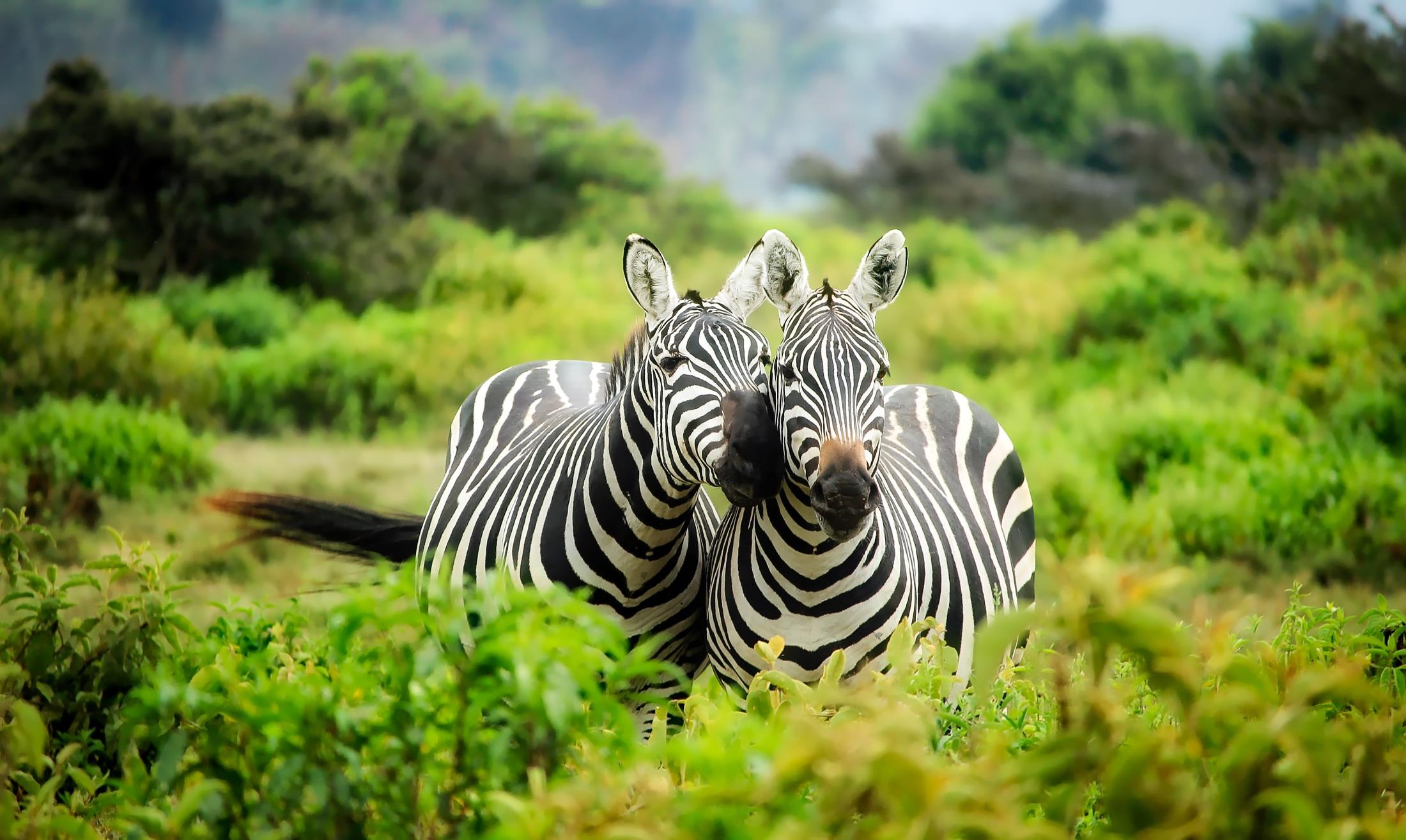 Wild Zebras in Kenya Africa HD Wallpaper. Background Image