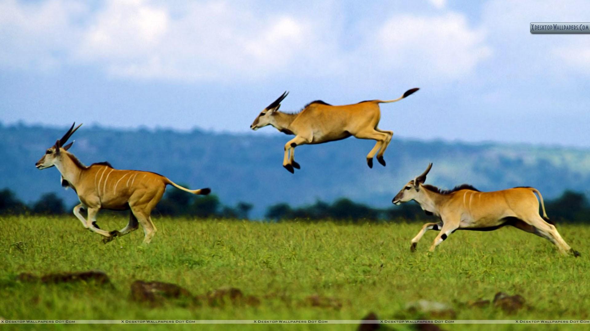Jumping Contest Cape Eland Kenya Africa Wallpaper
