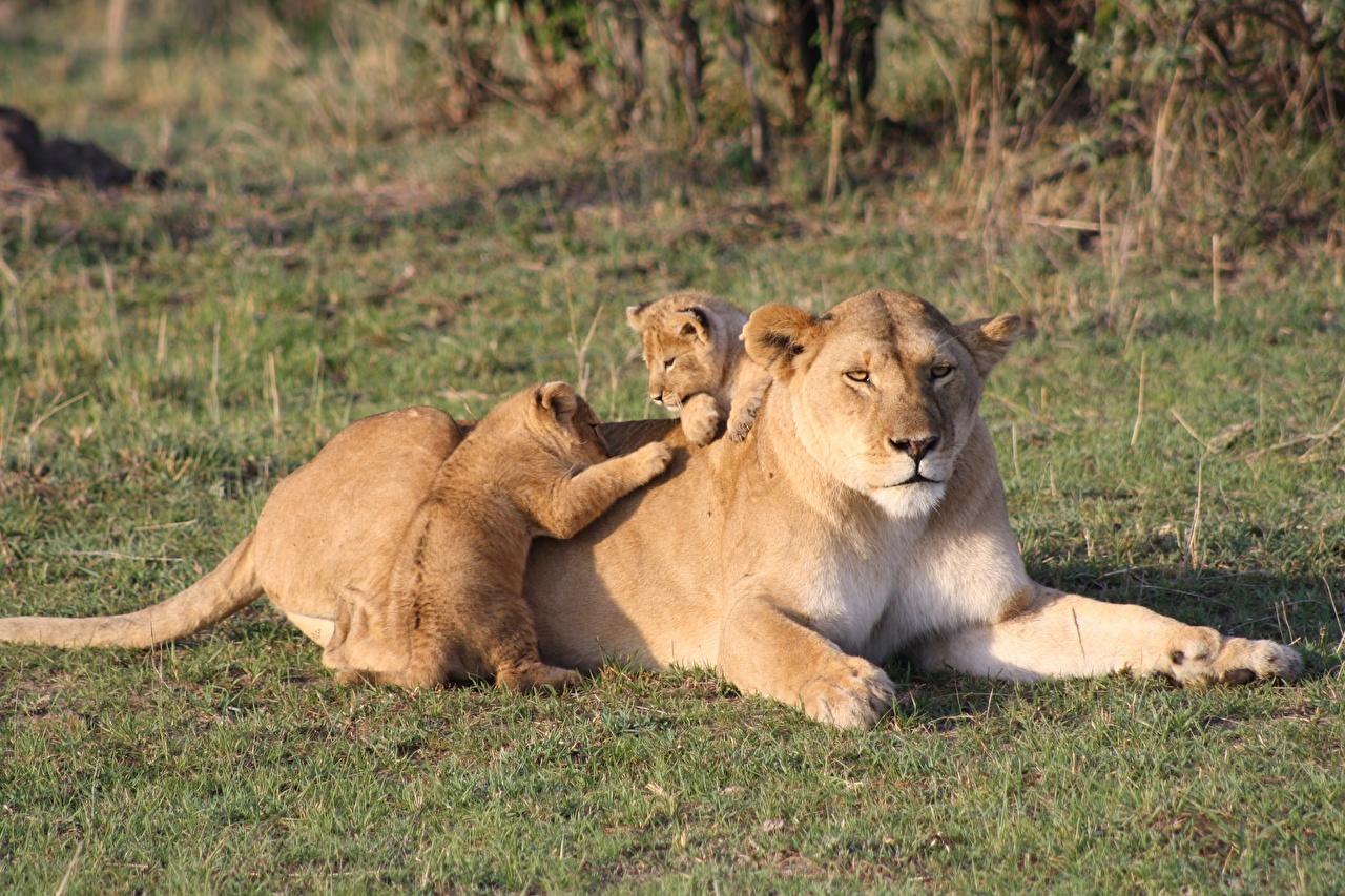 Desktop Wallpaper lion Cubs Lying down Kenya Paws Grass Three 3