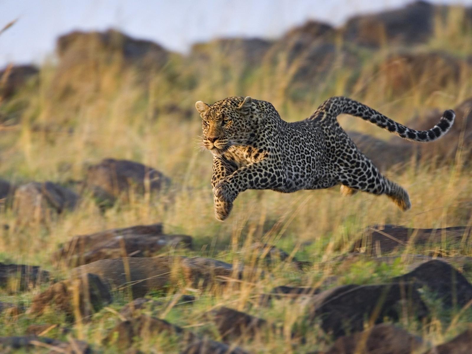 landscapes nature animals cheetahs mara running kenya