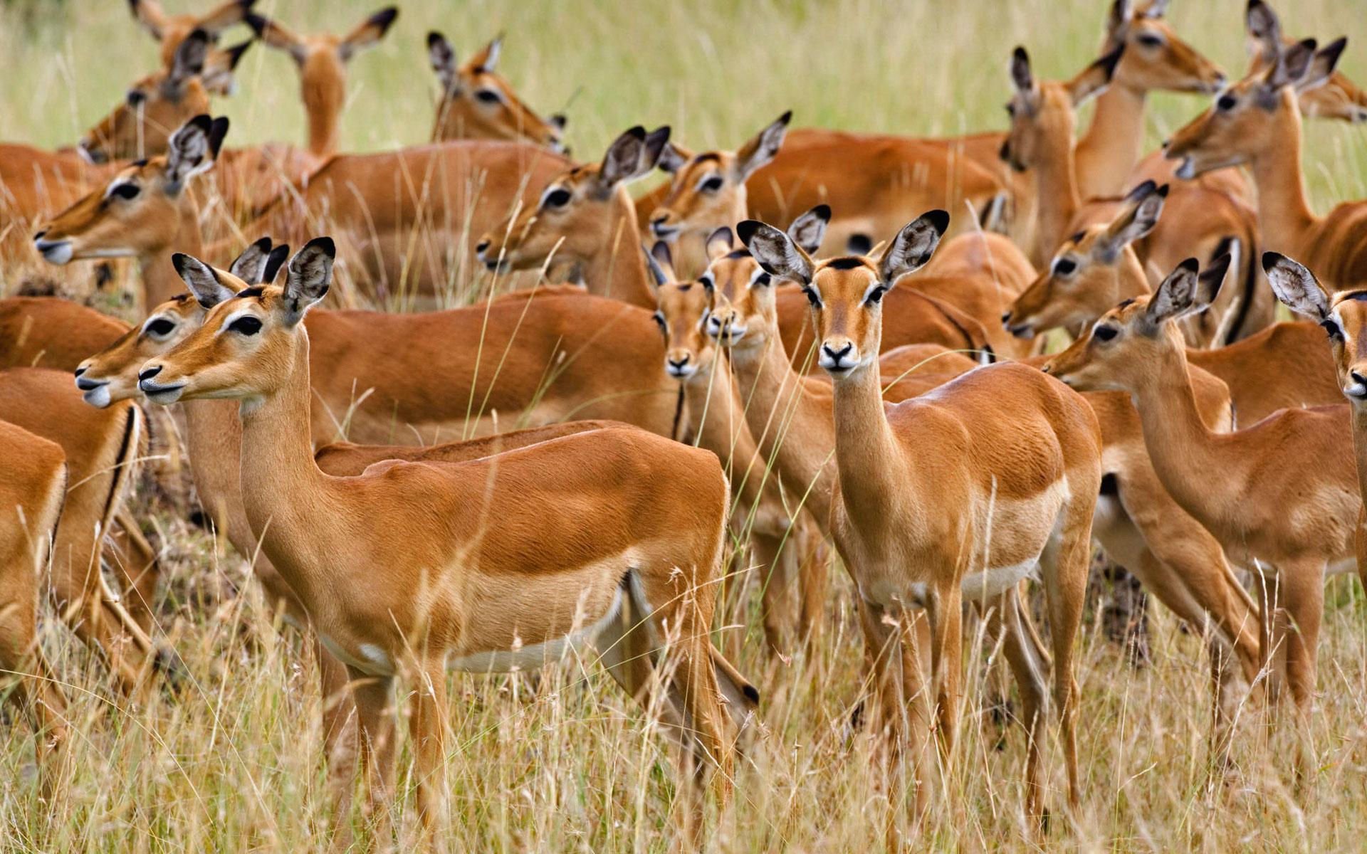 Herd Of Female Impala Masai Mara Kenya Animals