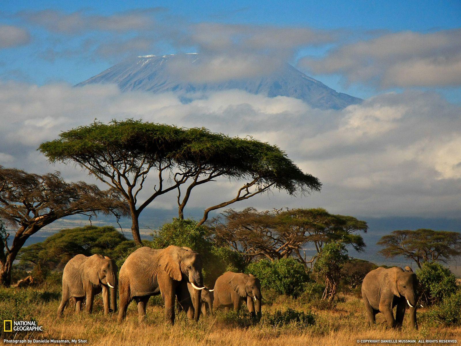 Photo of the Day. animals. Tanzania safari, Elephant