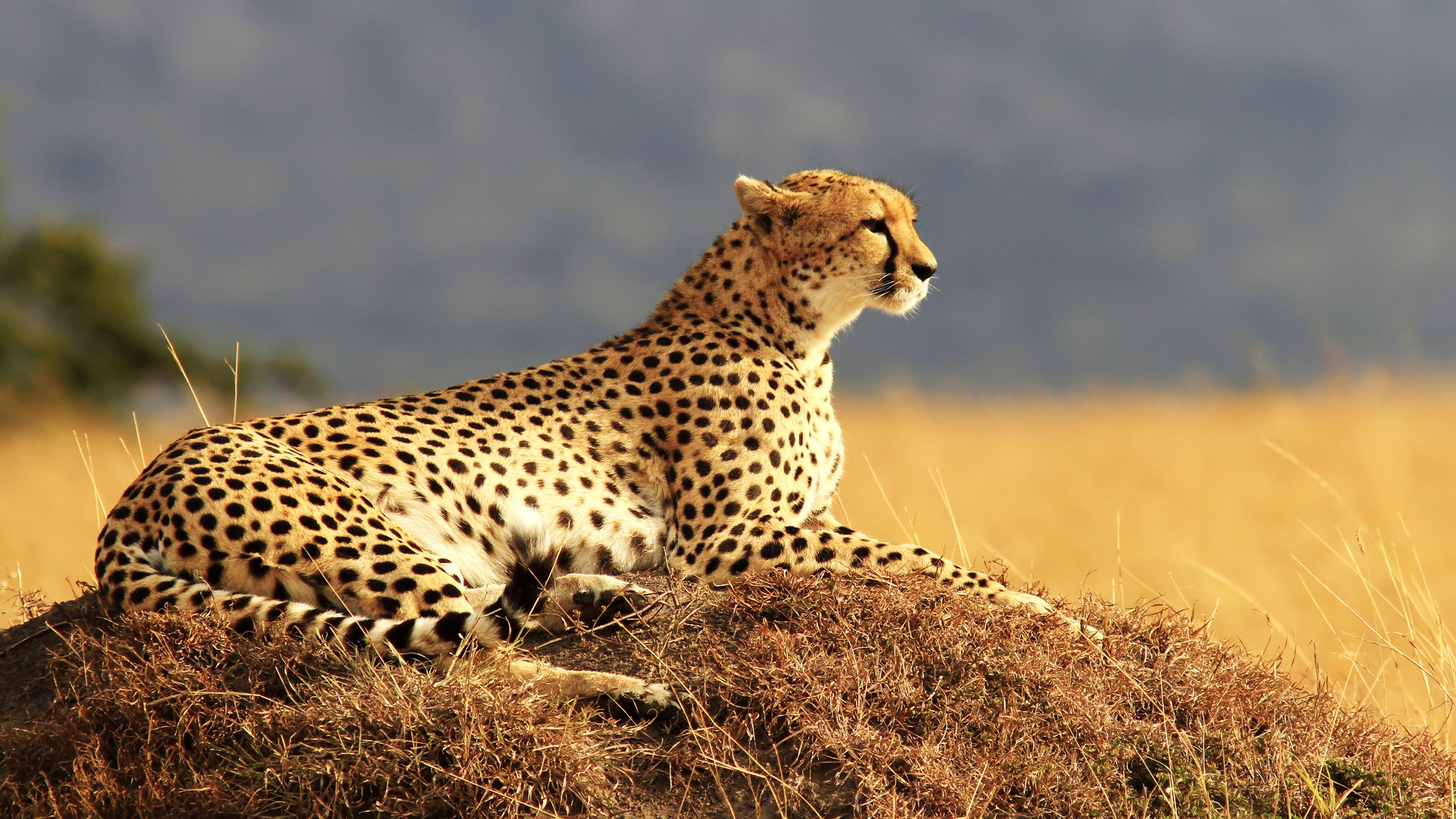 Wallpaper Cheetah, Maasai Mara, National Reserve, Kenya