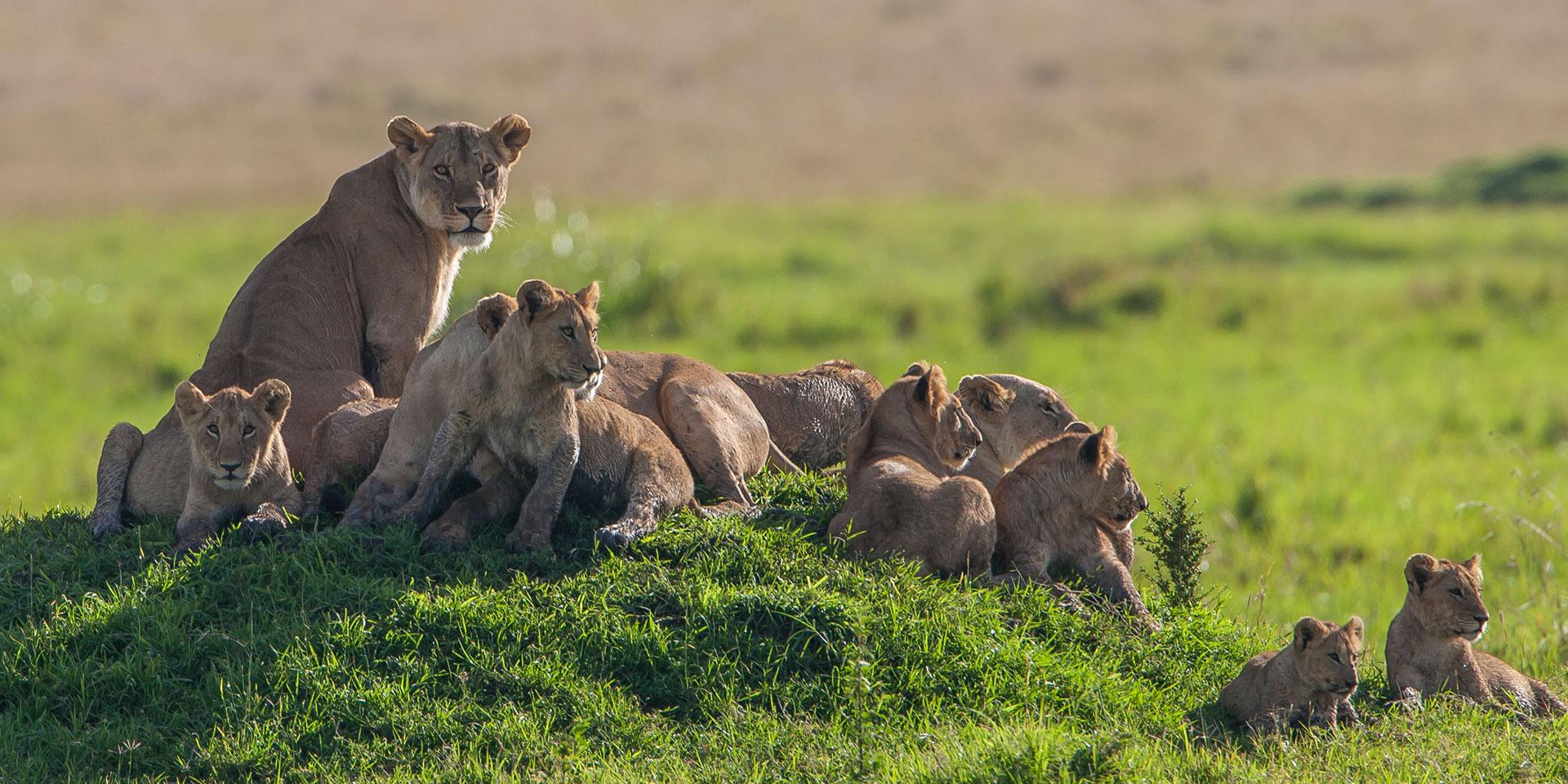 Kenya Safaris Packages- Book Safaris in Kenya Now