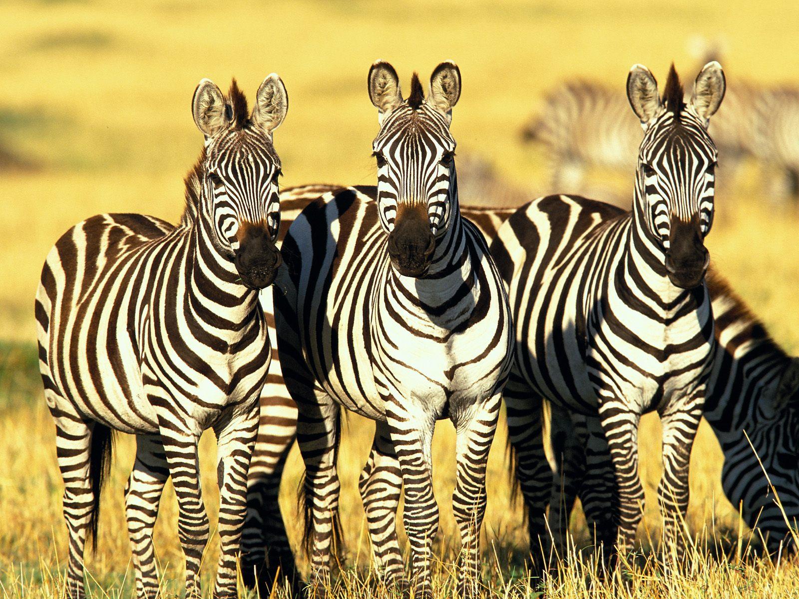 Burchell's Zebras Masai Mara Kenya # 1600x1200. All
