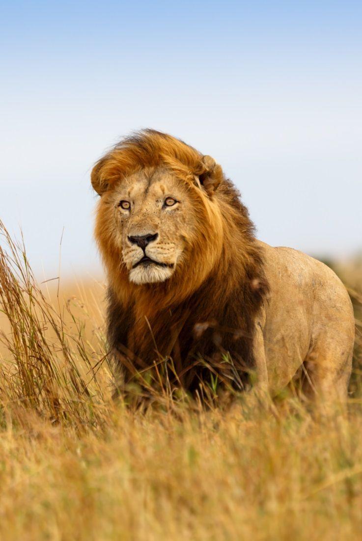 Lion #Kenya. Beautiful Creature. Lion wallpaper, Lion