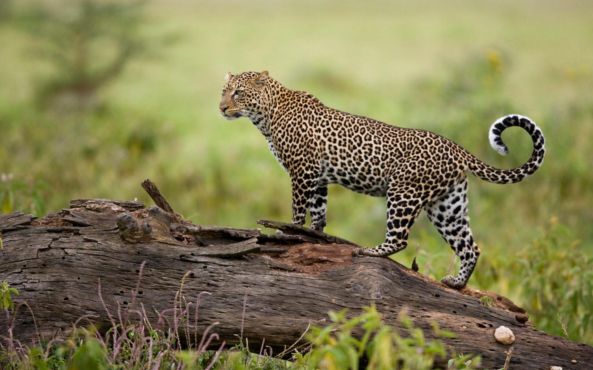 Leopard Kenya # 1920x1200. All For Desktop