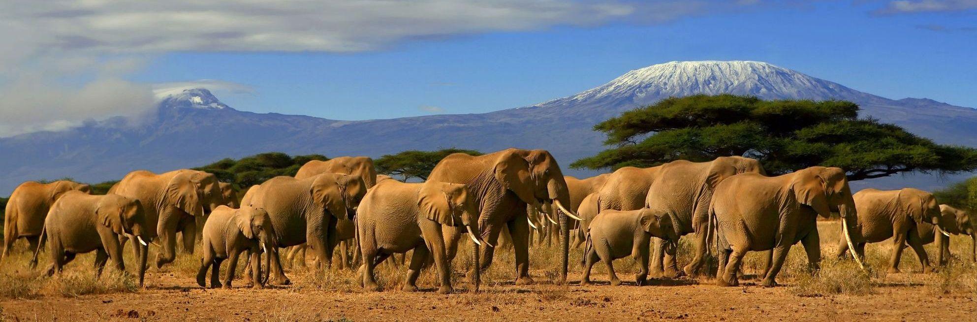Safari in Kenya. African Safari 2020