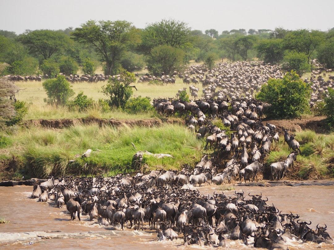 Wildebeest Migration Picture. Download Free Image