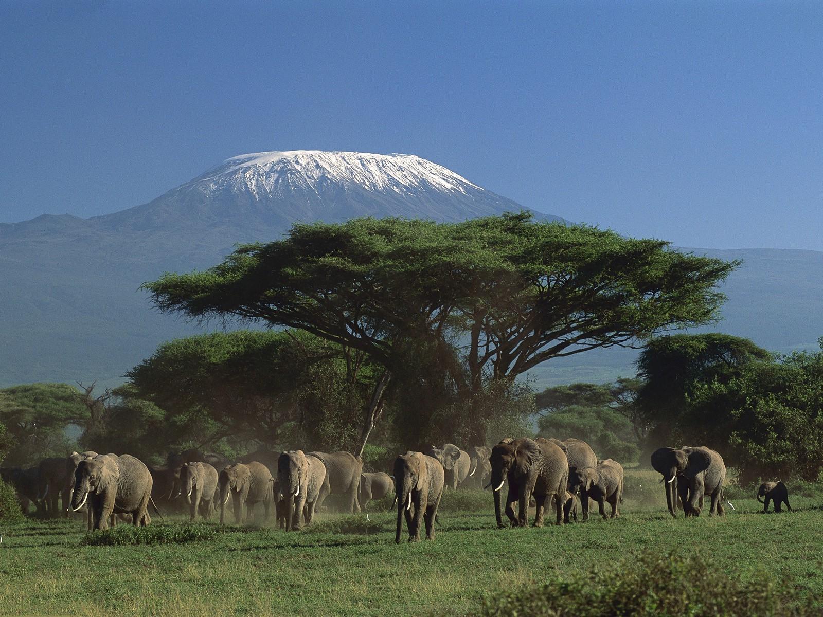 1600x1200 animals elephants mountain kenya trees