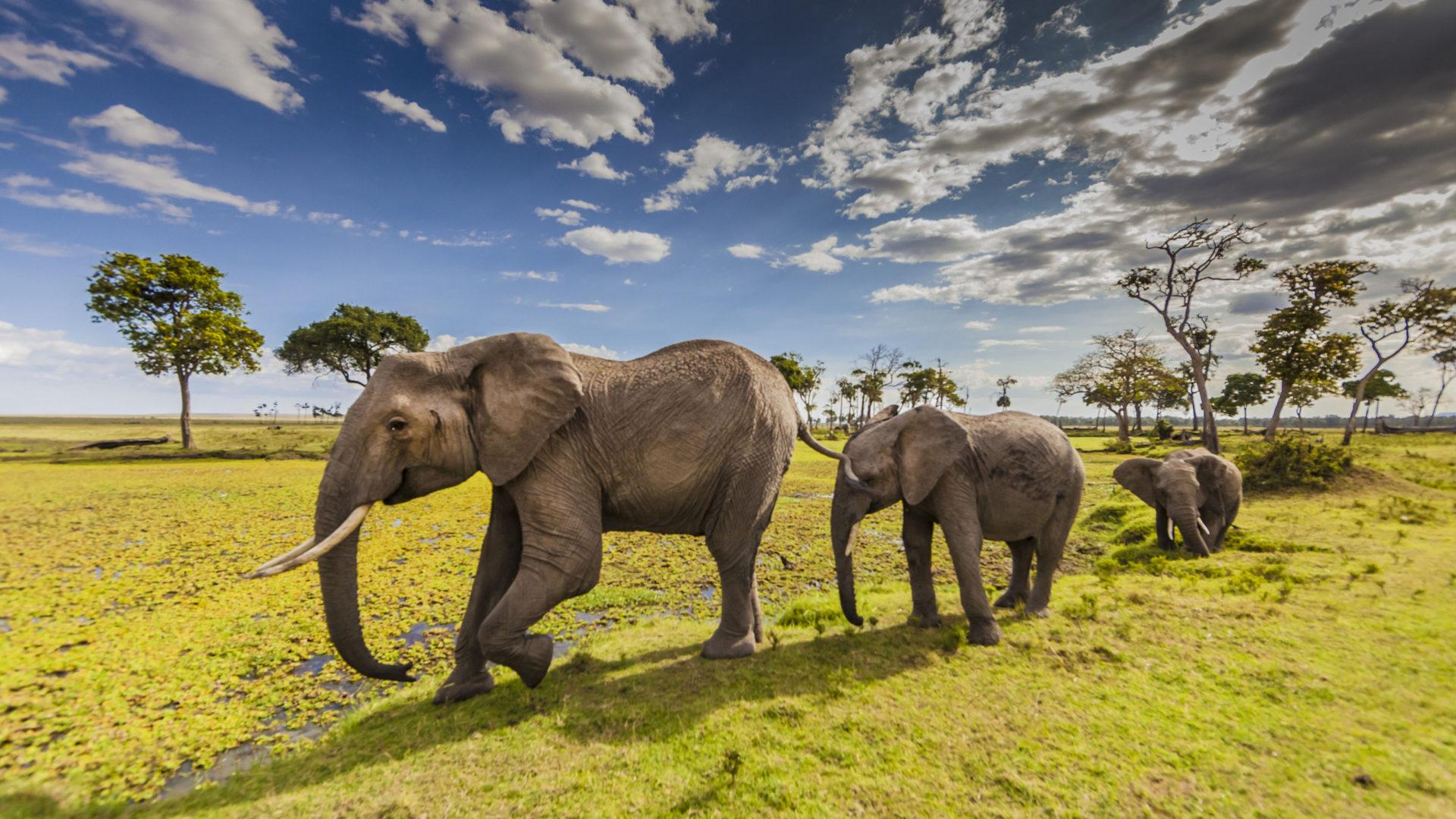 Animals Elephants In Maasai Mara County Park In Kenya
