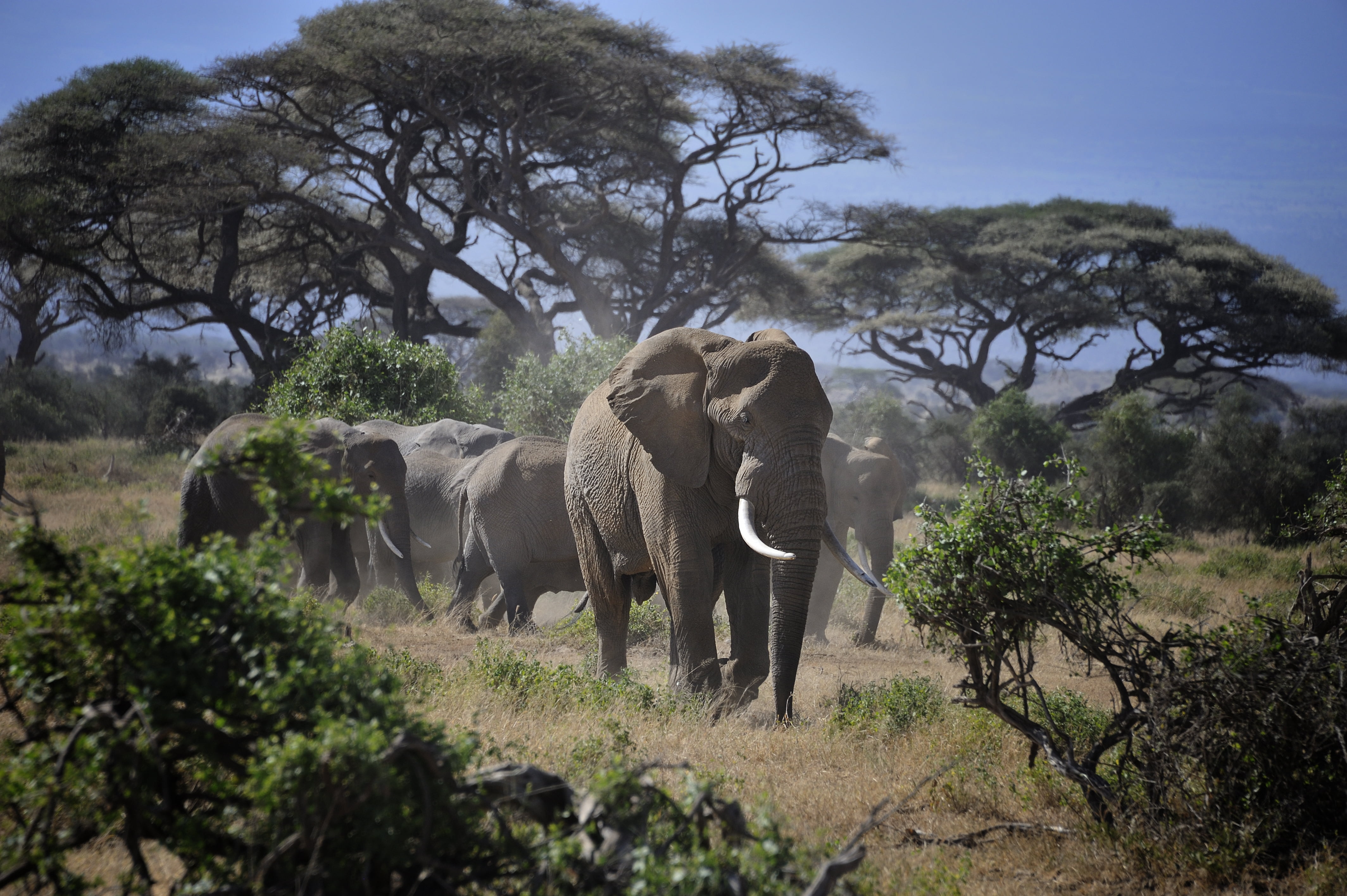 Wildlife photography of group of gray elephant near trees