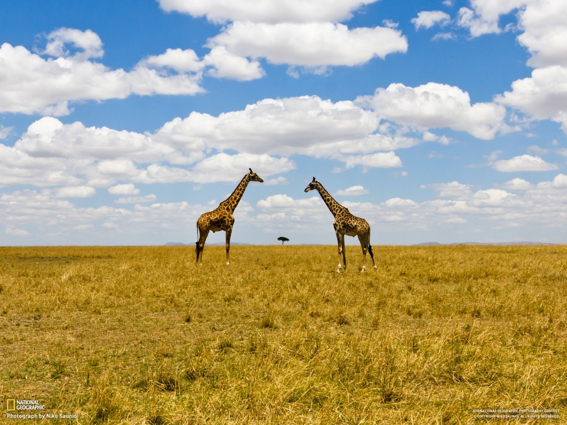 landscapes nature animals national geographic kenya giraffes