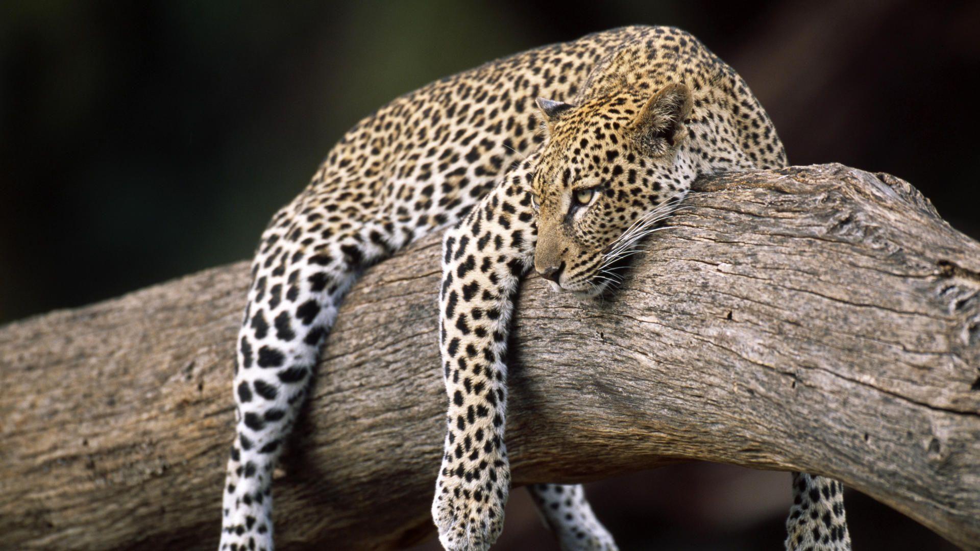 Animals: Resting Leopard, Buffalo Springs National Reserve