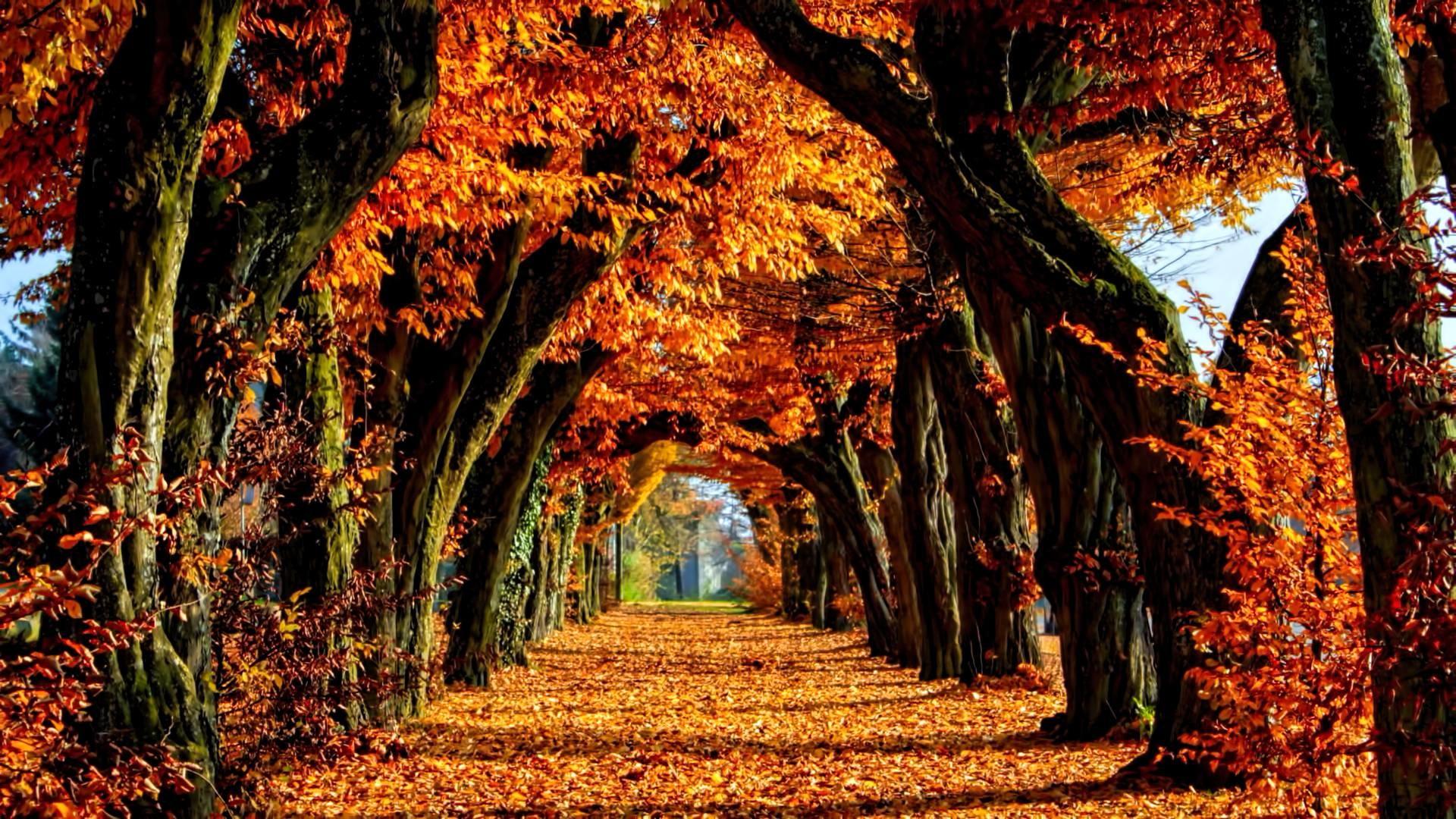 Colorful Autumn Wallpapers - Wallpaper Cave