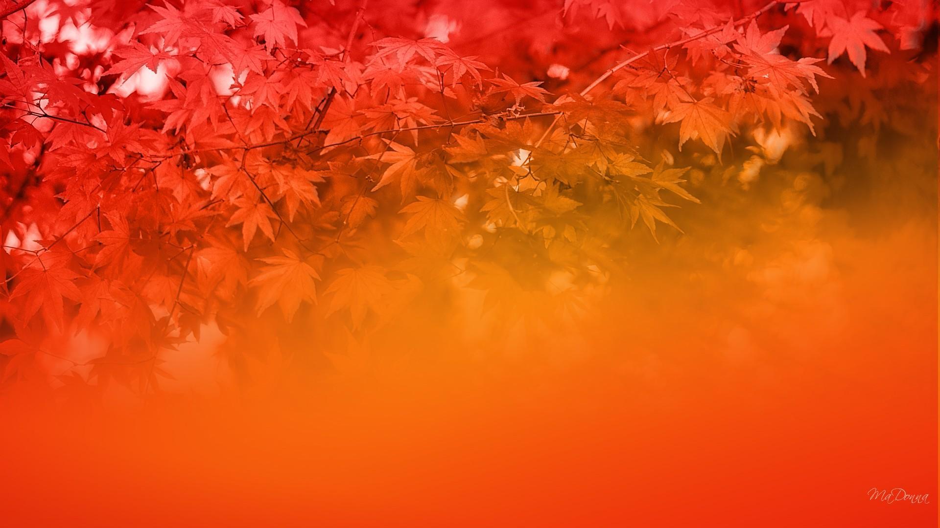 Autumn Colors Wallpaper (image in Collection)
