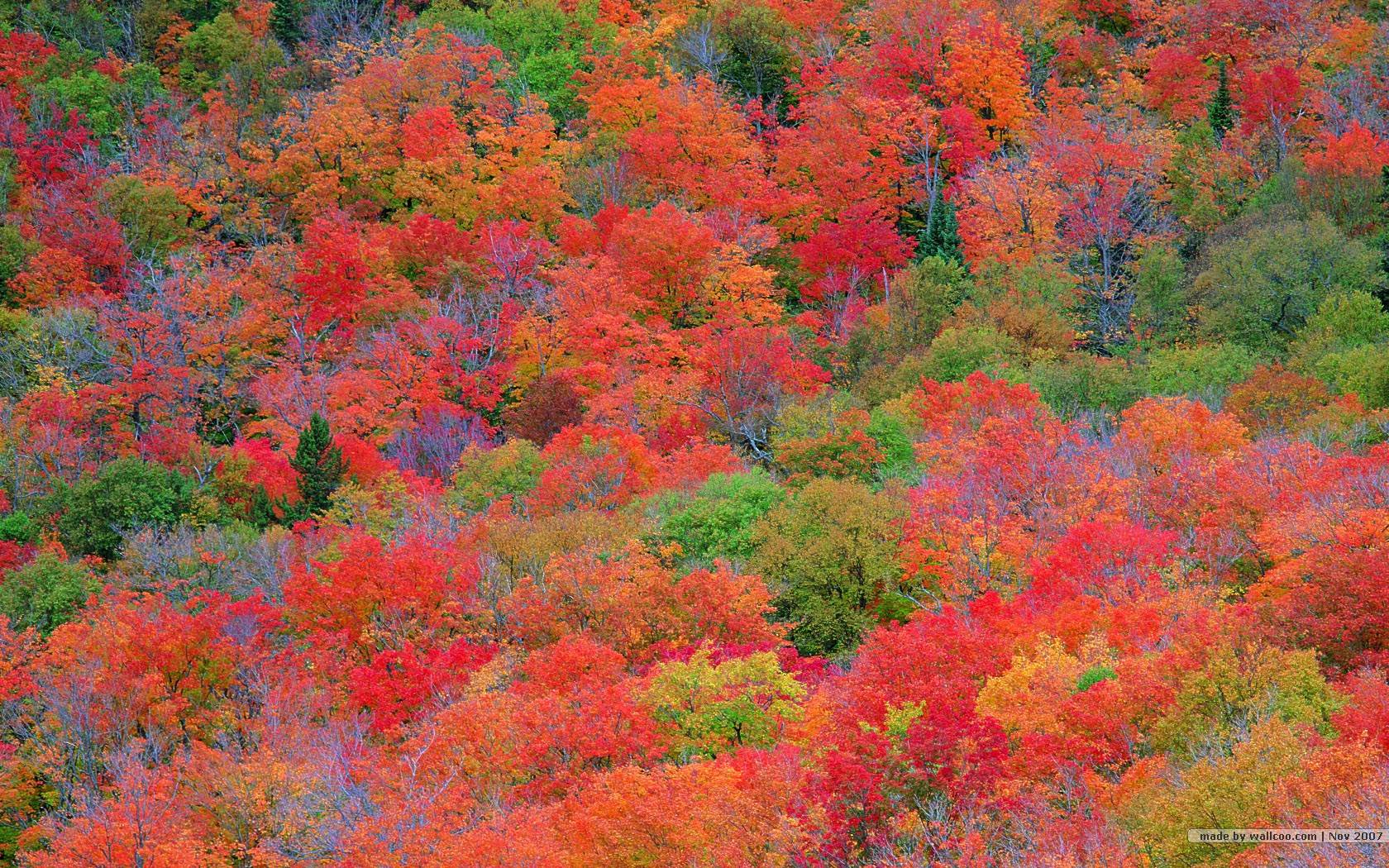 Mountain Fall Foliage Wallpaper Free Mountain Fall