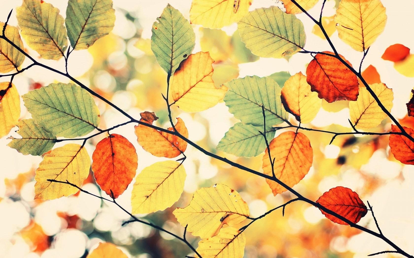 Autumn colors wallpaper