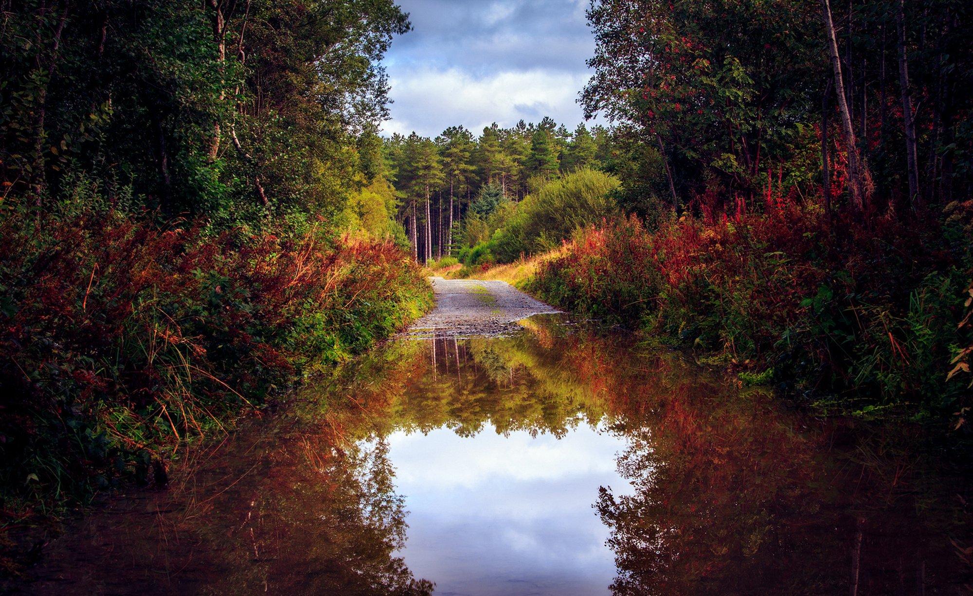 nature, Forest, Road, Trees, Autumn, Lake, Pond, Reflection