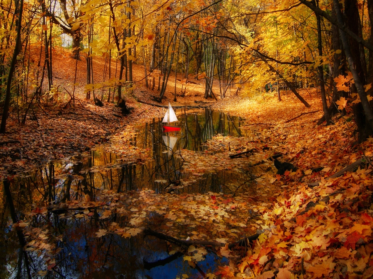 Autumn beautiful beauty boat colors fall forest golden