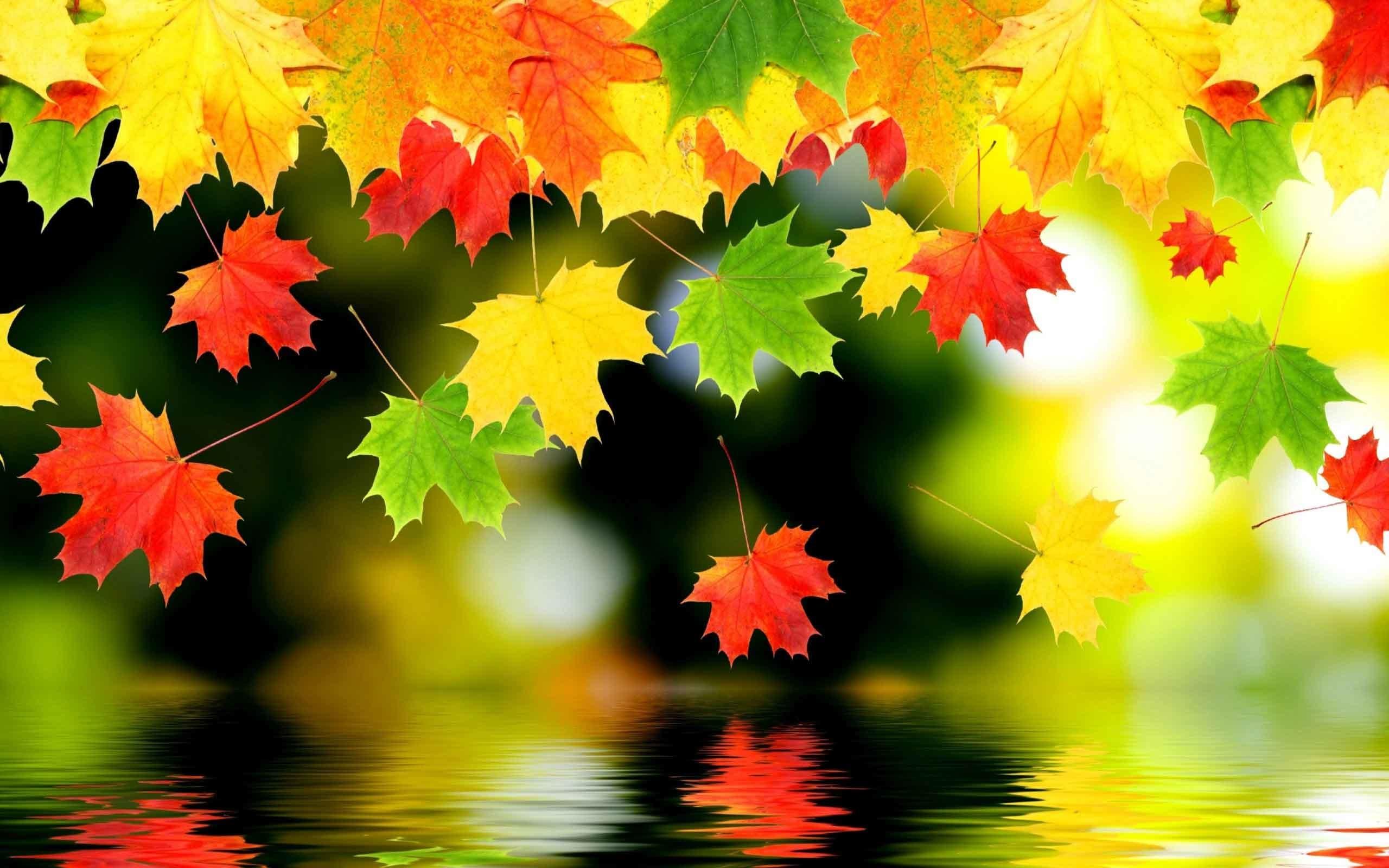 Fall Desktop Wallpaper Background 2560×1600 For Tablet