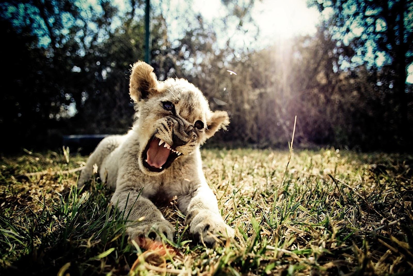 Angry Baby Lion Wallpaperx1067
