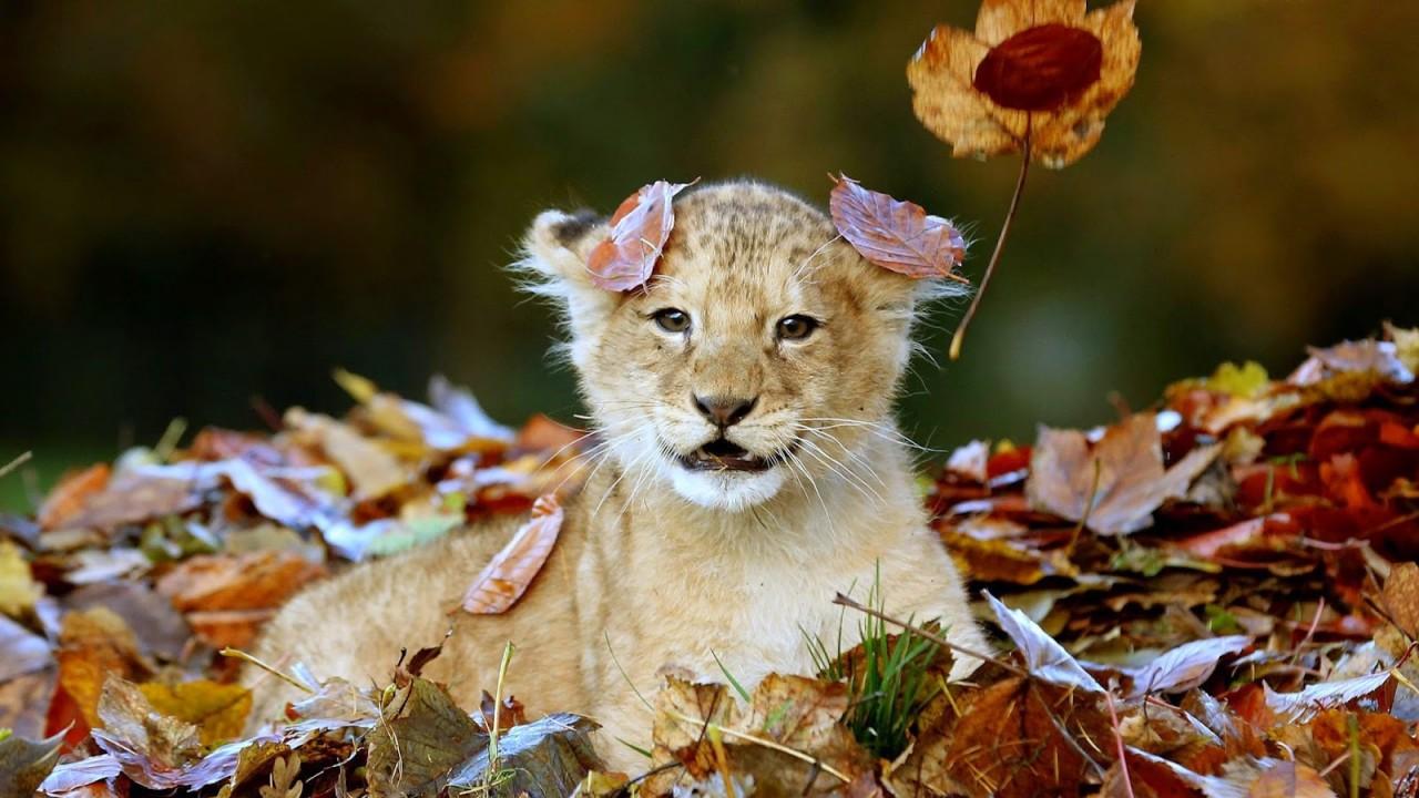 Baby Lion HD Wallpaper Playing In The Leaves