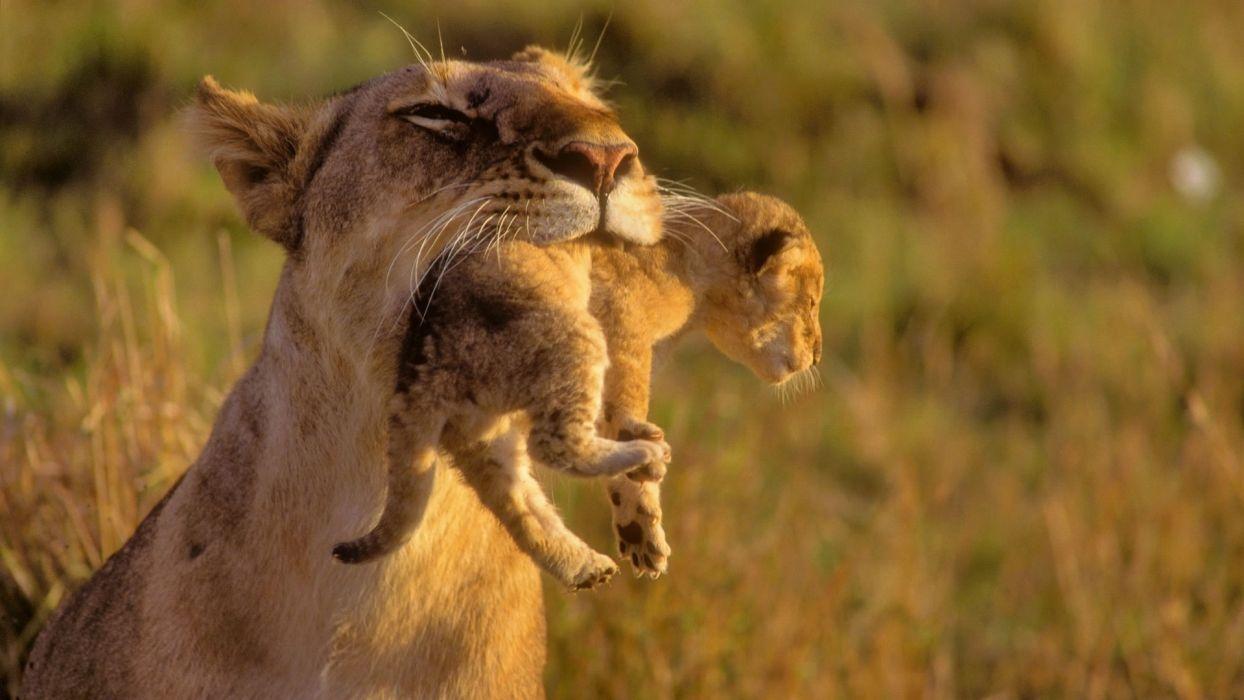 Lioness with baby lion love animal wallpaperx1080