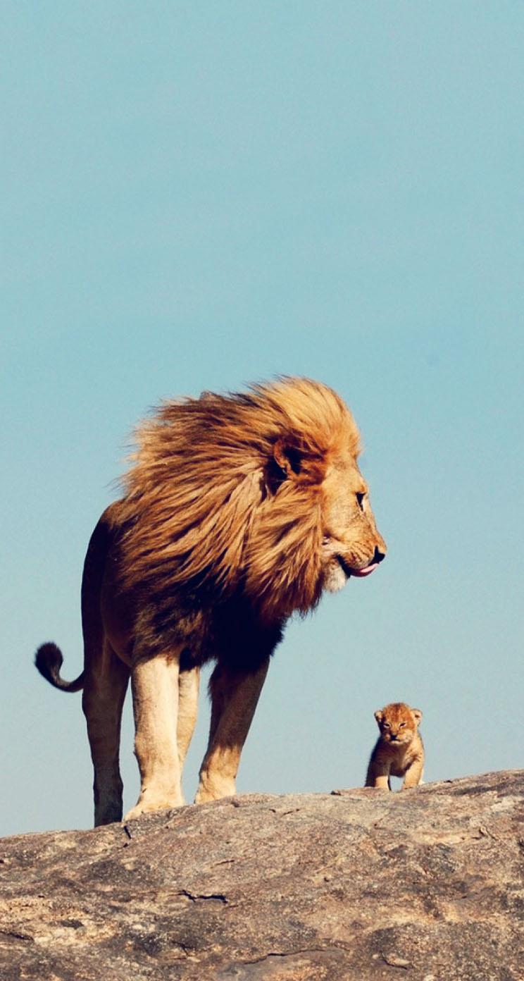 The iPhone Wallpaper Adorable baby lion with father