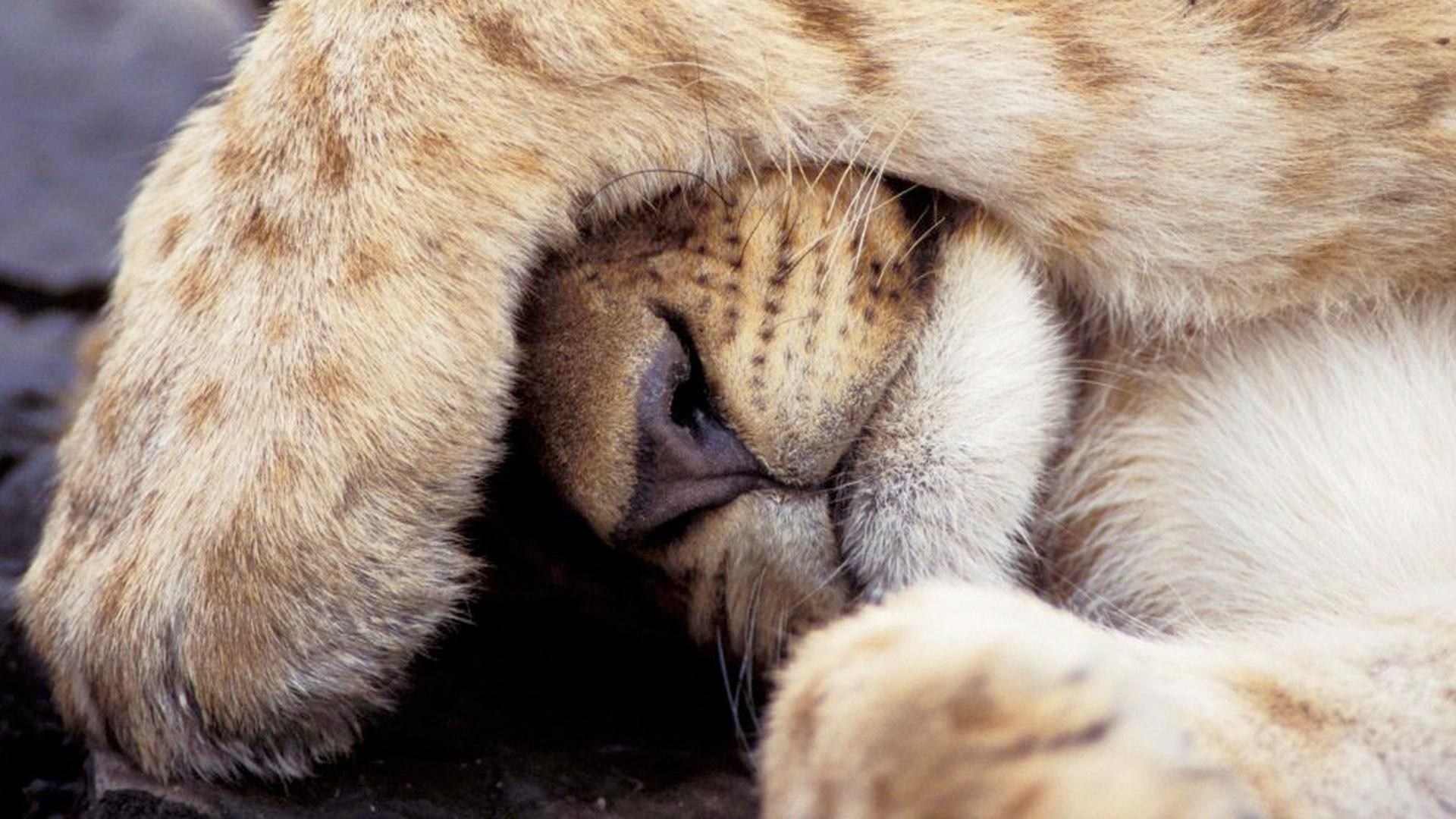 Wallpaper lion cub, lion, paw, hide behind, baby, fear