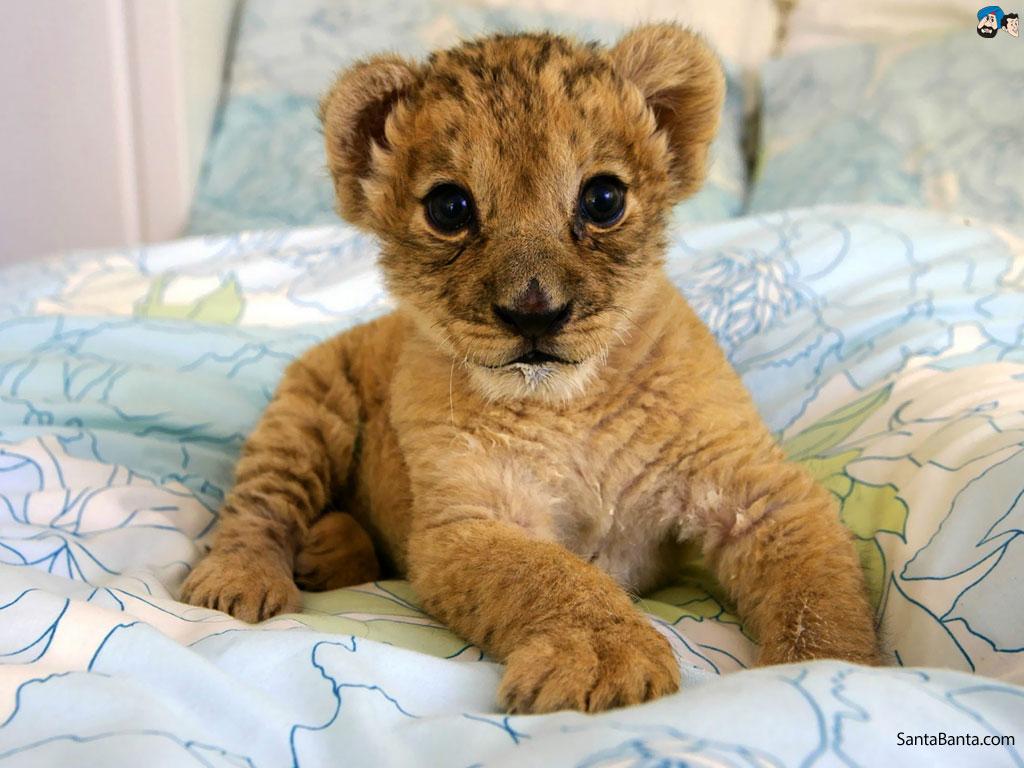 Baby Lion Wallpaper Group , Download for free