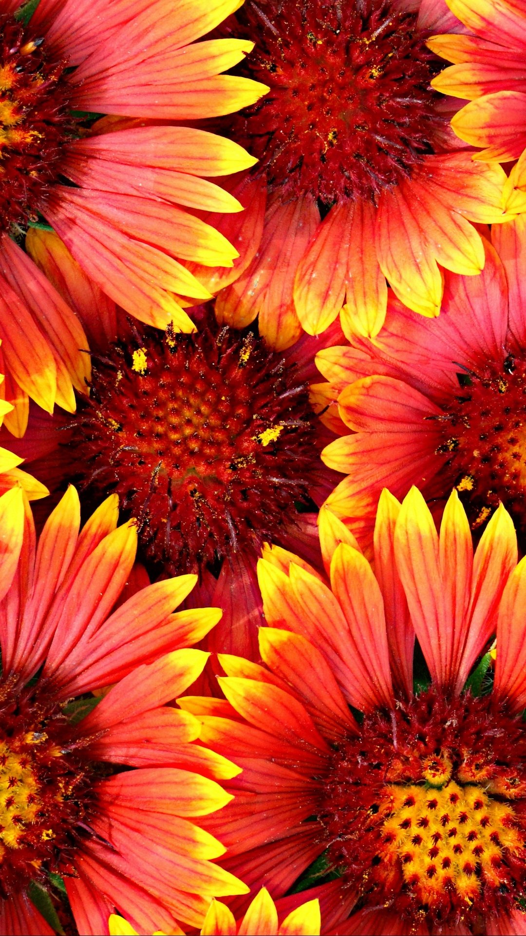 Download wallpaper 1080x1920 flowers, red, yellow samsung