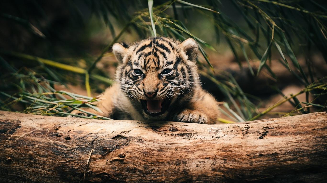 Tiger Cub Wallpapers Hd