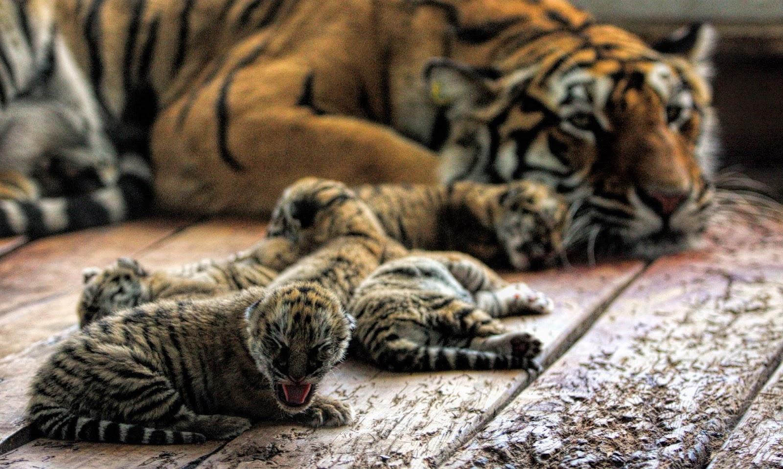 Tiger Cubs Wallpapers